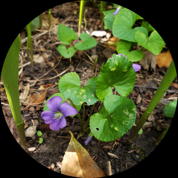 Meet your Posher, Deborah - Picture 1 of 1